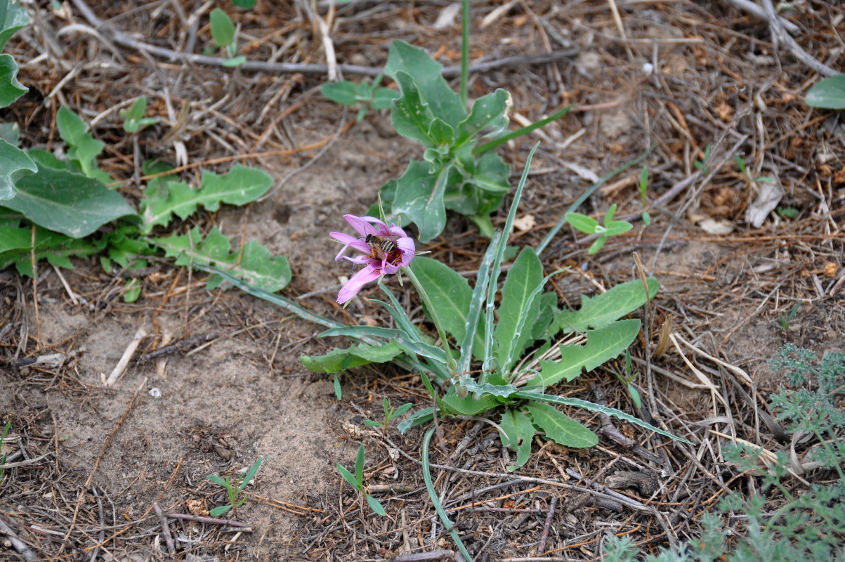 Изображение особи Tragopogon ruber.