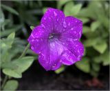 Petunia &times; hybrida