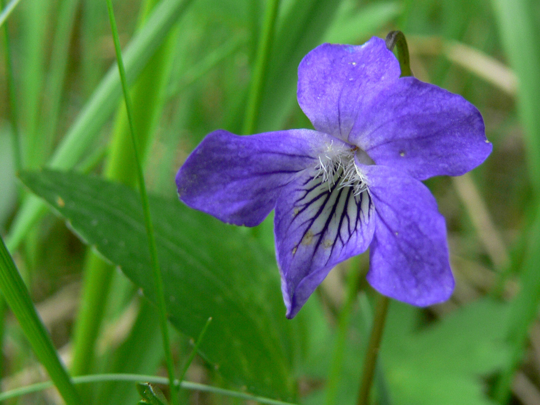 Image of Viola ruppii specimen.