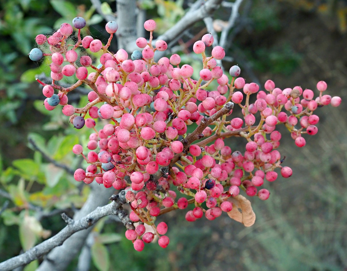 Image of Pistacia mutica specimen.