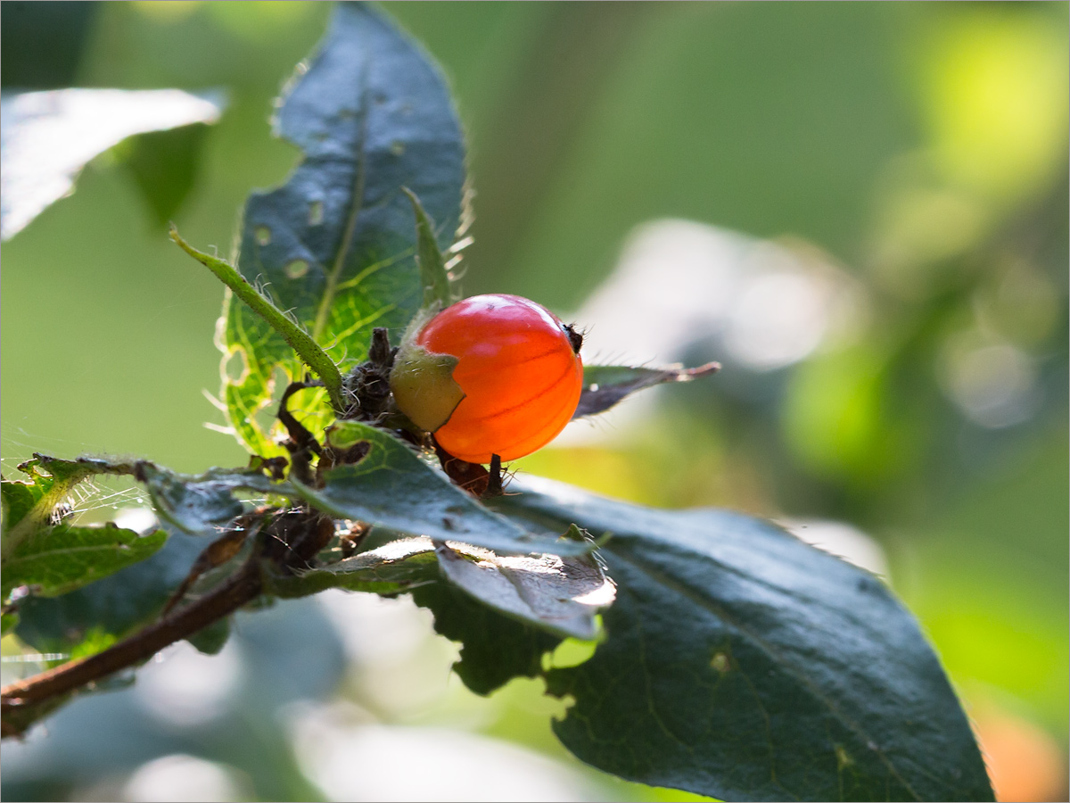 Изображение особи Lonicera ferdinandi.