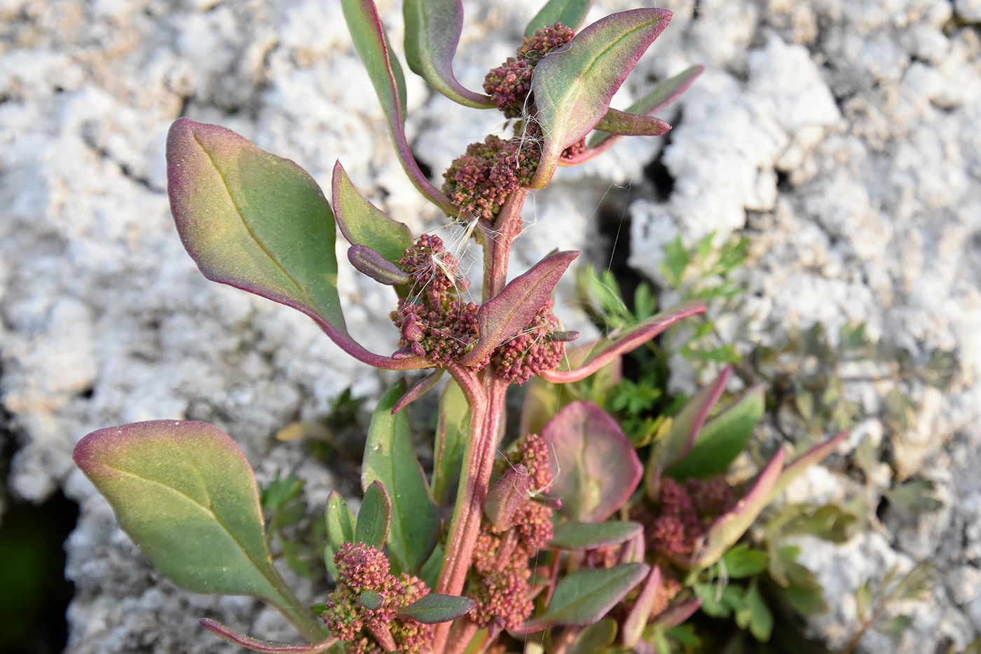 Image of Oxybasis chenopodioides specimen.