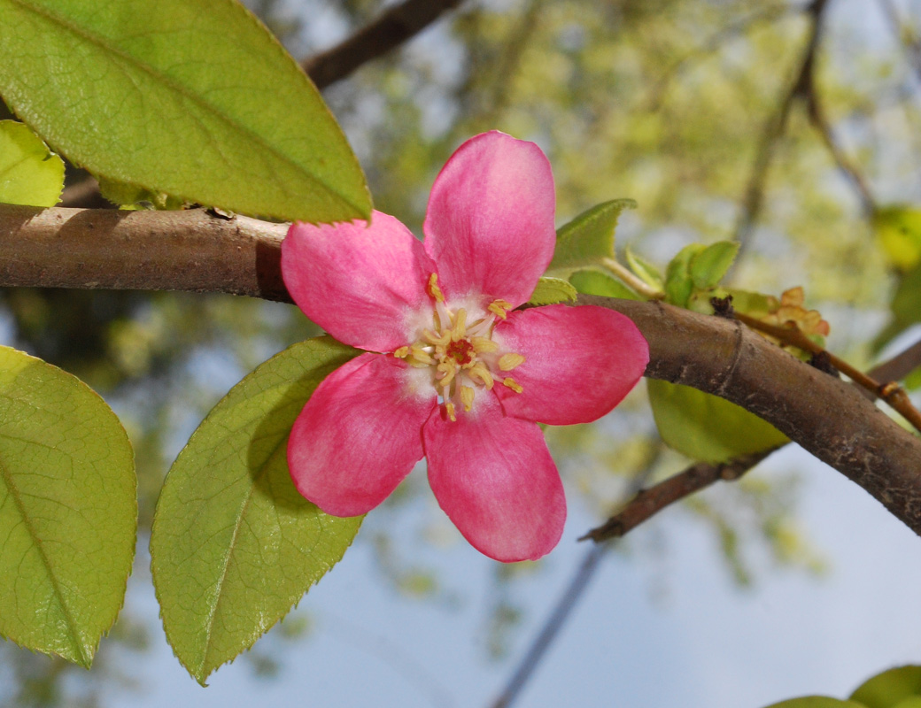 Изображение особи Pseudocydonia sinensis.