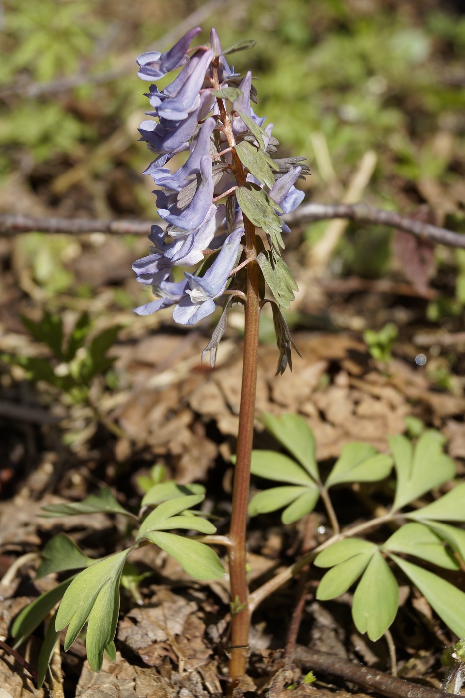 Изображение особи Corydalis solida.