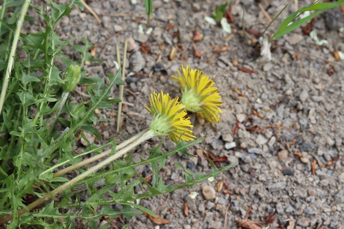 Image of Taraxacum krasnikovii specimen.