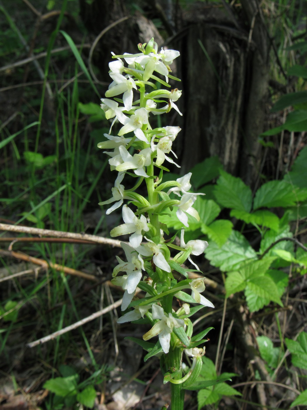 Image of Platanthera zhelesnajae specimen.