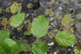 Betula pendula. Молодые побеги. Ингушетия, Джейрахский р-н, окр. перевала Цей-Лоам, ≈ 2200 м н.у.м. 23 июня 2022 г.