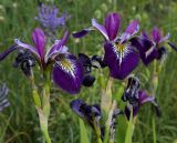 Смотреть изображение Iris versicolor