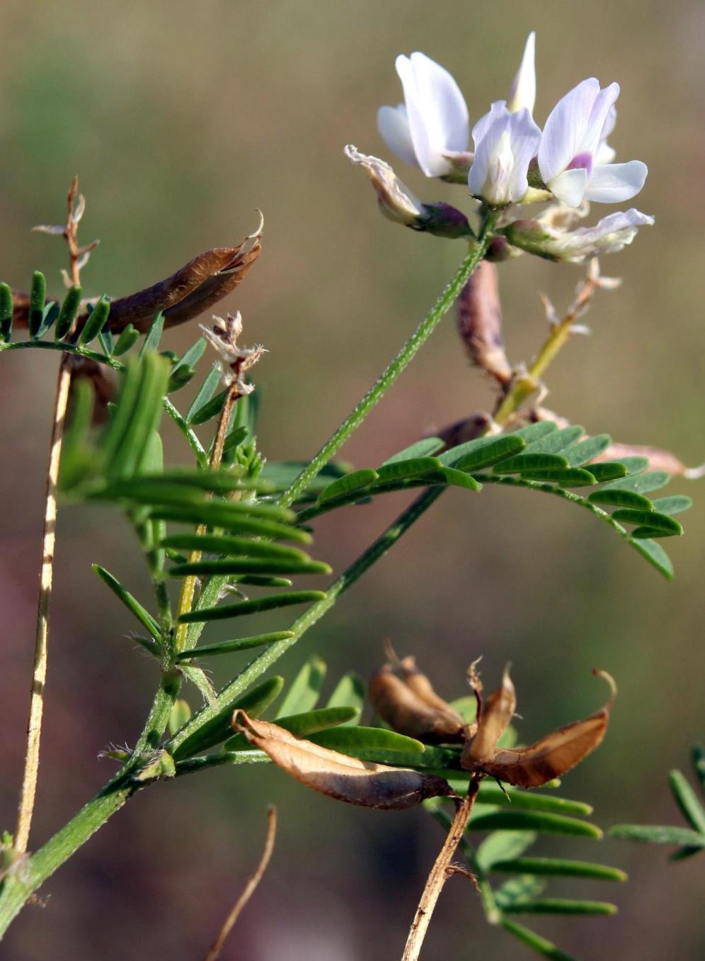 Image of Astragalus clerceanus ssp. graniticus specimen.