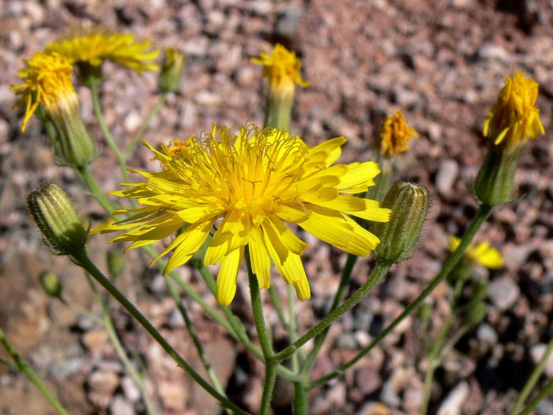 Image of Crepis tectorum specimen.