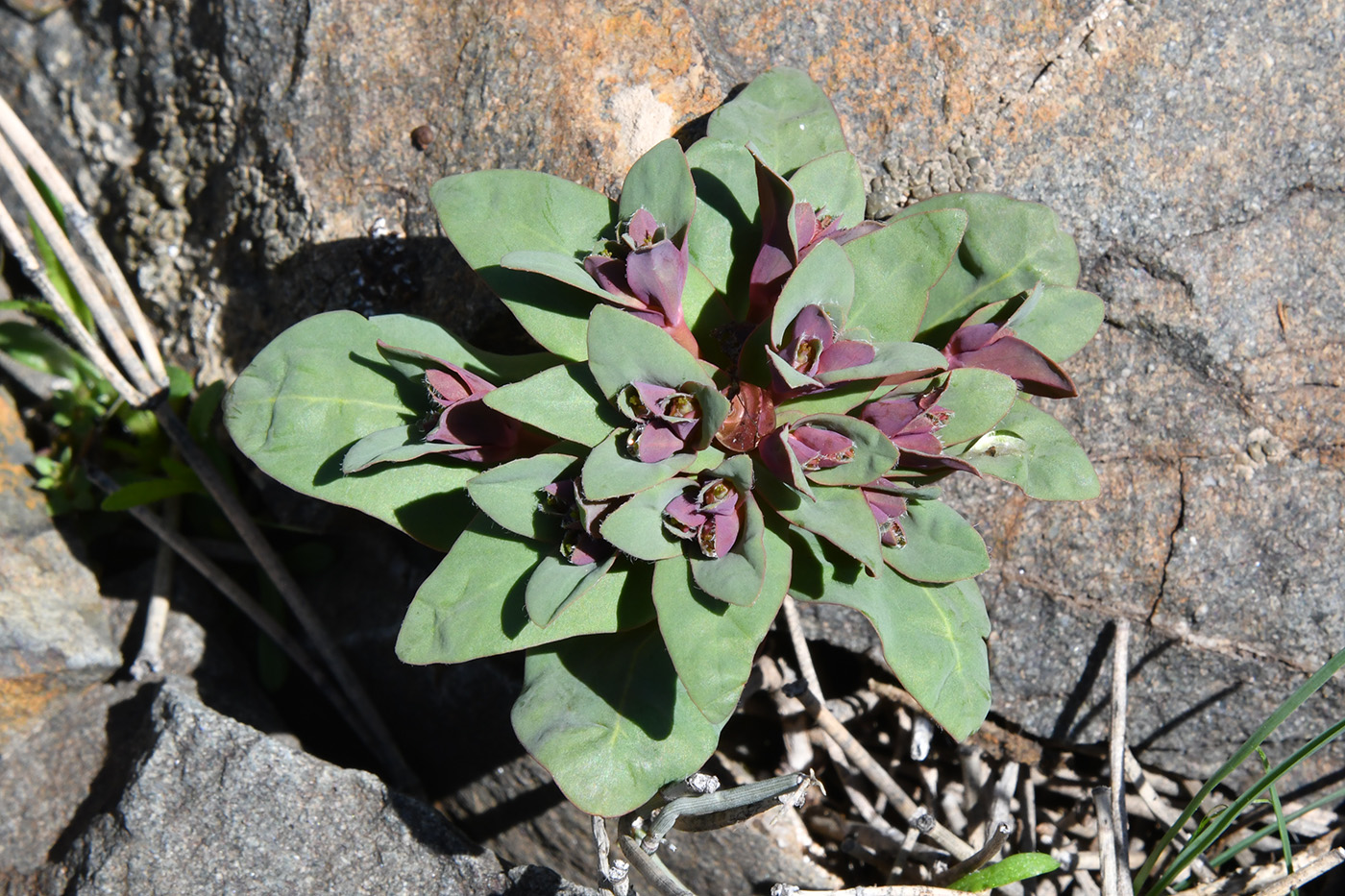 Image of Euphorbia rapulum specimen.