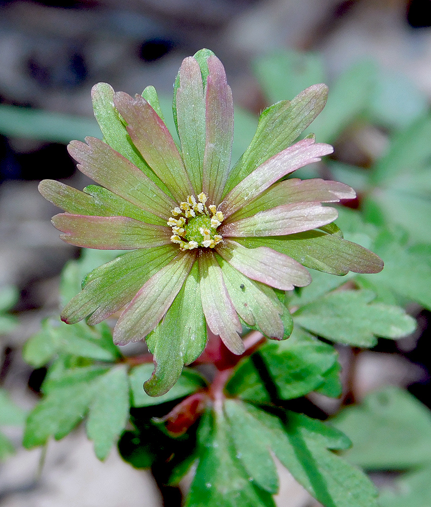 Изображение особи Anemone banketovii.