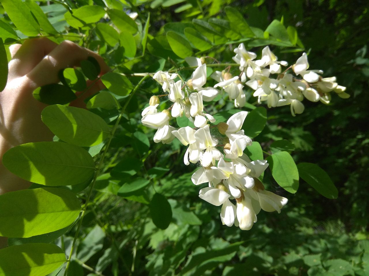 Изображение особи Robinia pseudoacacia.