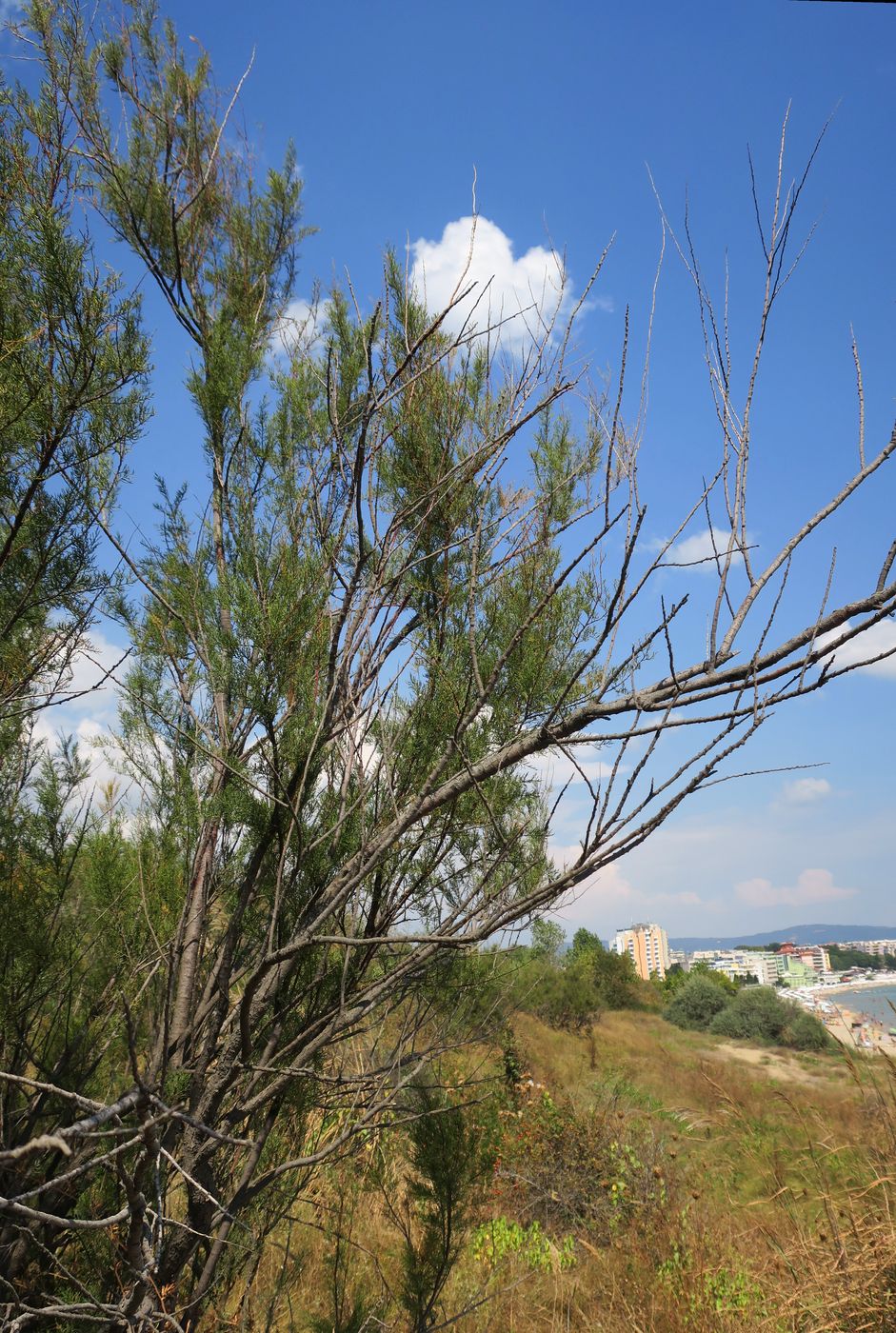 Image of Tamarix ramosissima specimen.