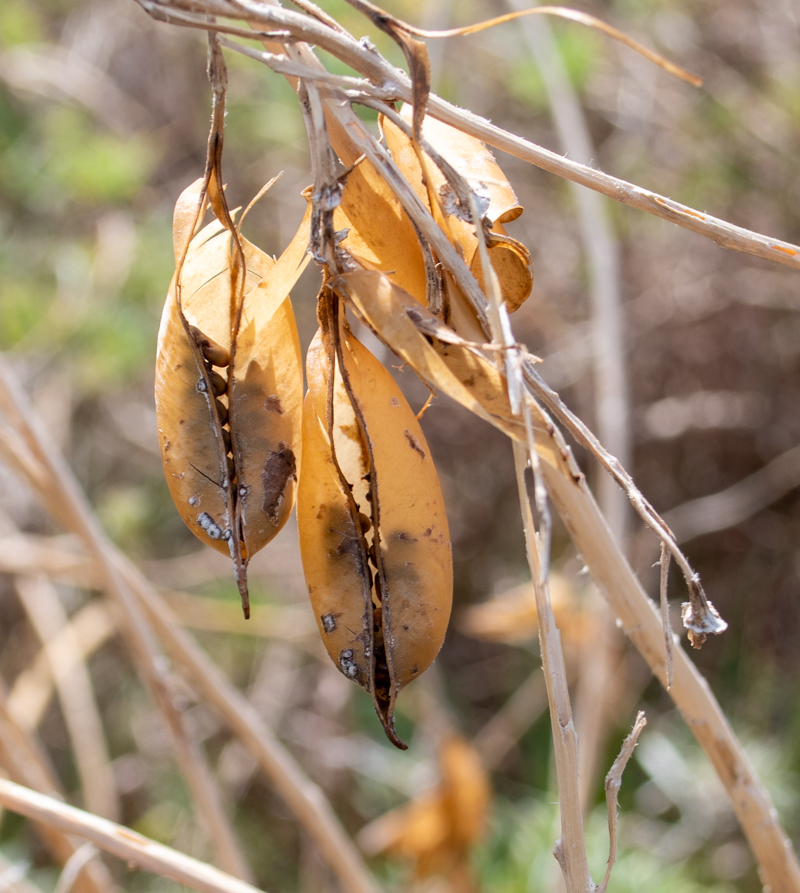 Image of Crotalaria grahamiana specimen.