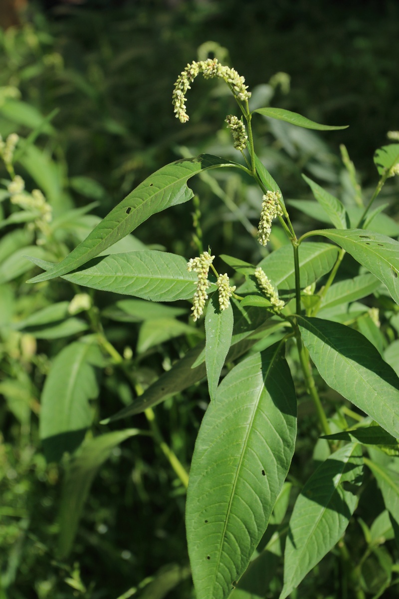 Image of Persicaria scabra specimen.