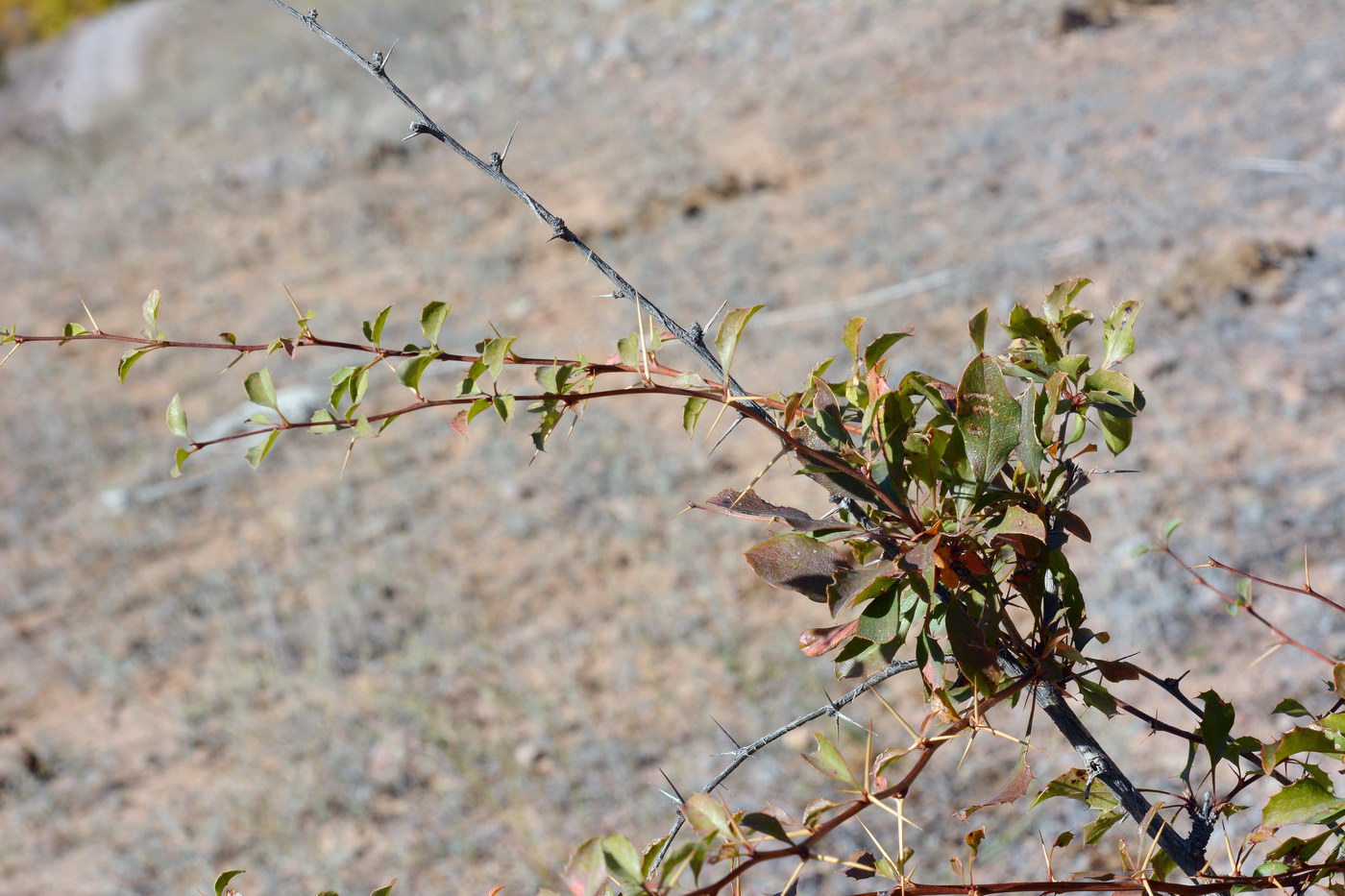 Изображение особи Berberis sphaerocarpa.