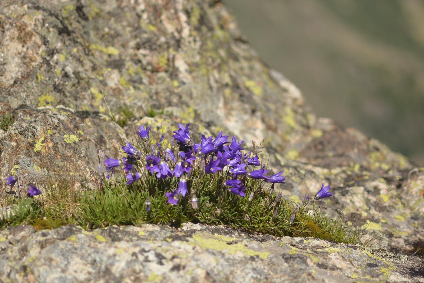 Image of Campanula besenginica specimen.