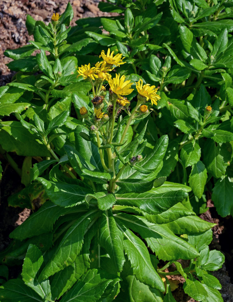 Image of Senecio pseudoarnica specimen.