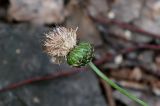 Rhaponticoides ruthenica. Верхушка побега с отцветающим соцветием. Оренбургская обл., Гайский гор. округ, Губерлинские горы, ущелье руч. Султан-Гужа, опушка лиственного леса. 03.07.2023.