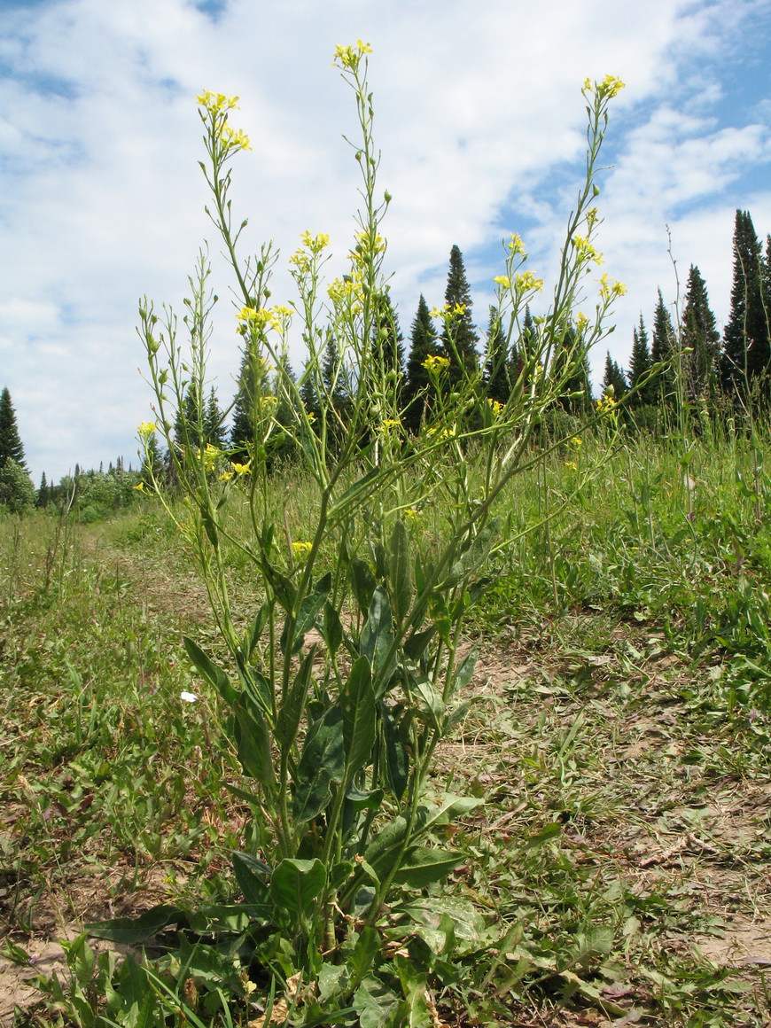 Image of Bunias orientalis specimen.