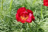 Paeonia tenuifolia