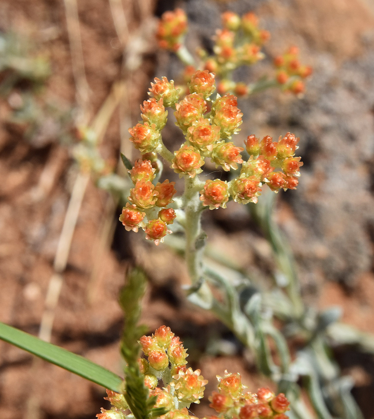 Image of Helichrysum nogaicum specimen.