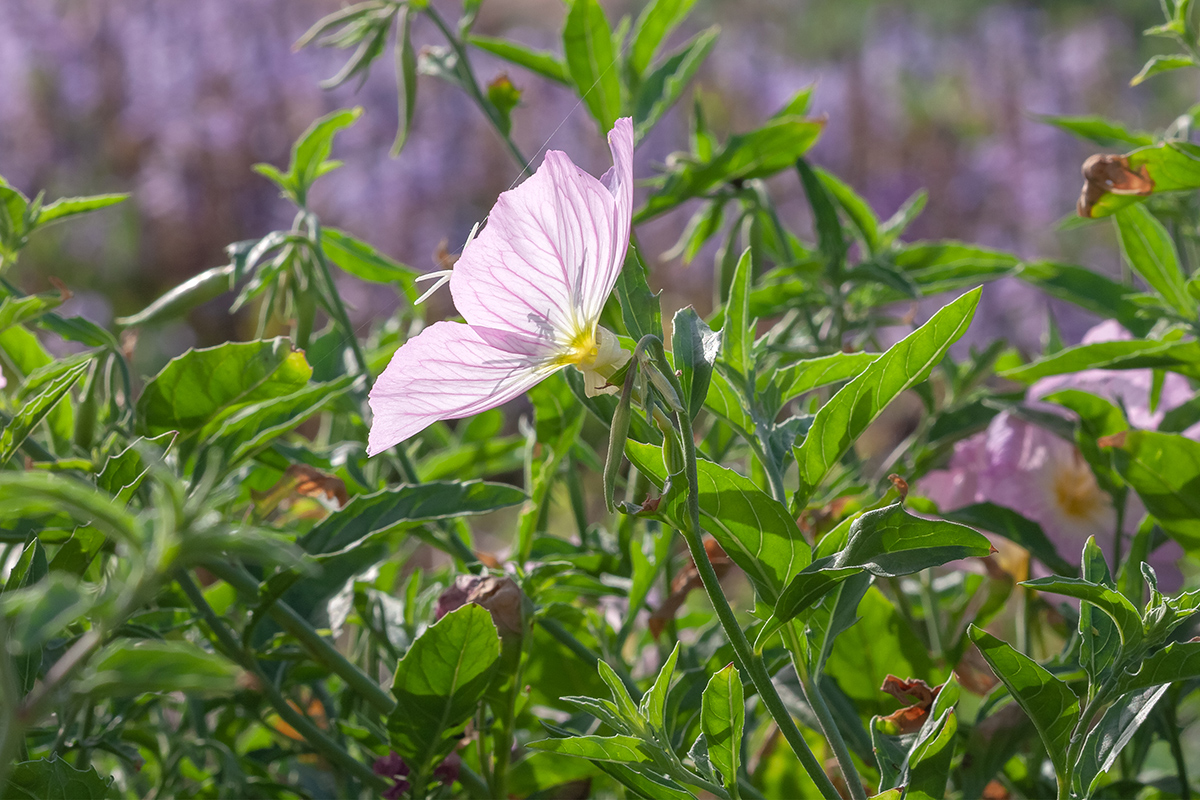 Image of Oenothera speciosa specimen.