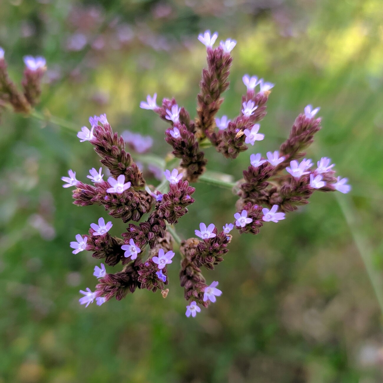 Изображение особи Verbena brasiliensis.