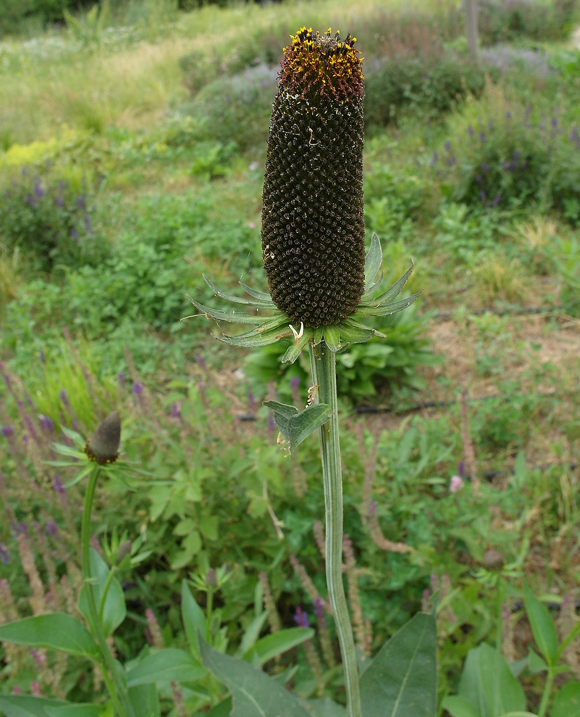 Изображение особи Rudbeckia occidentalis.