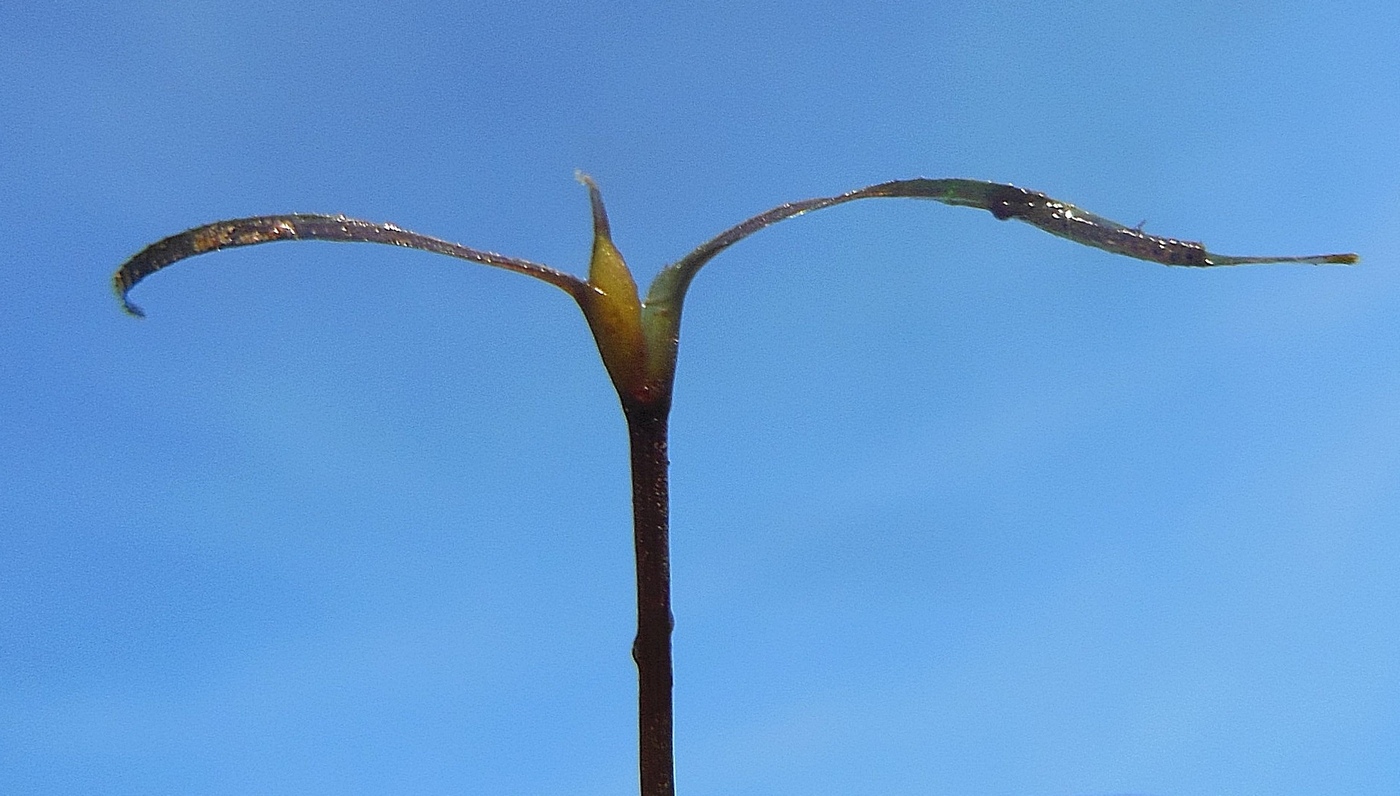 Image of Caulinia flexilis specimen.