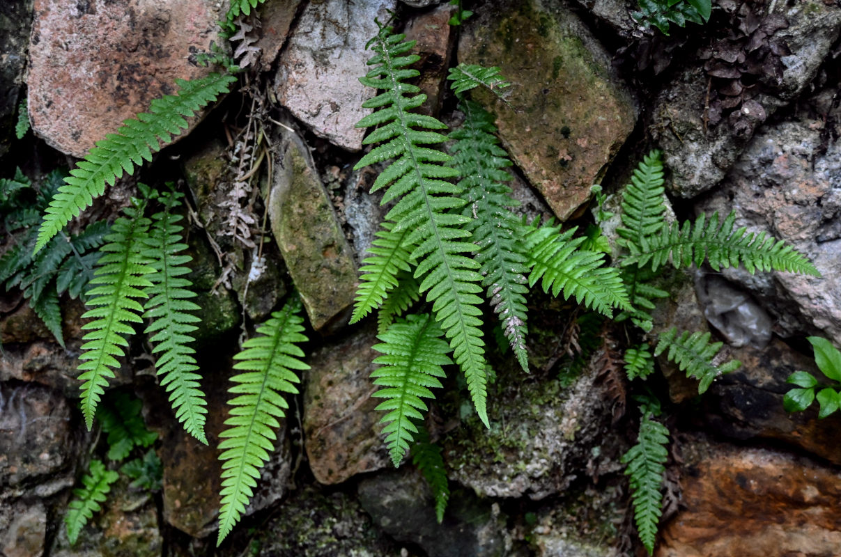 Изображение особи Phegopteris decursive-pinnata.