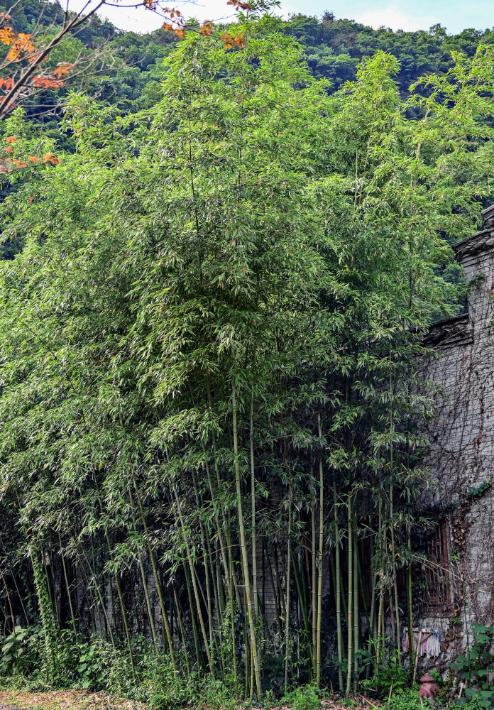 Image of Phyllostachys pubescens specimen.