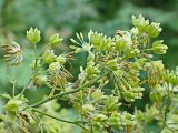 Thalictrum amurense. Боковое соцветие с плодами и отцветающими цветками. Хабаровский край, окр. г. Комсомольск-на-Амуре, опушка широколиственного леса. 30.07.2024.