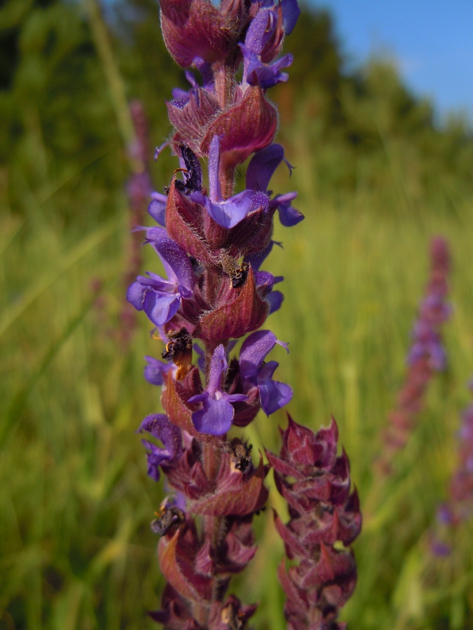 Image of Salvia tesquicola specimen.