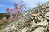 Смотреть изображение Allium psebaicum