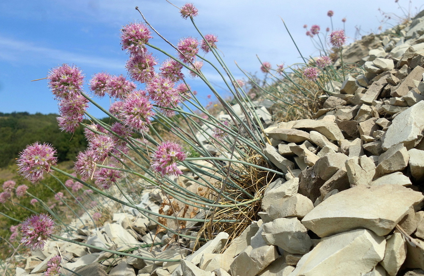 Image of Allium psebaicum specimen.