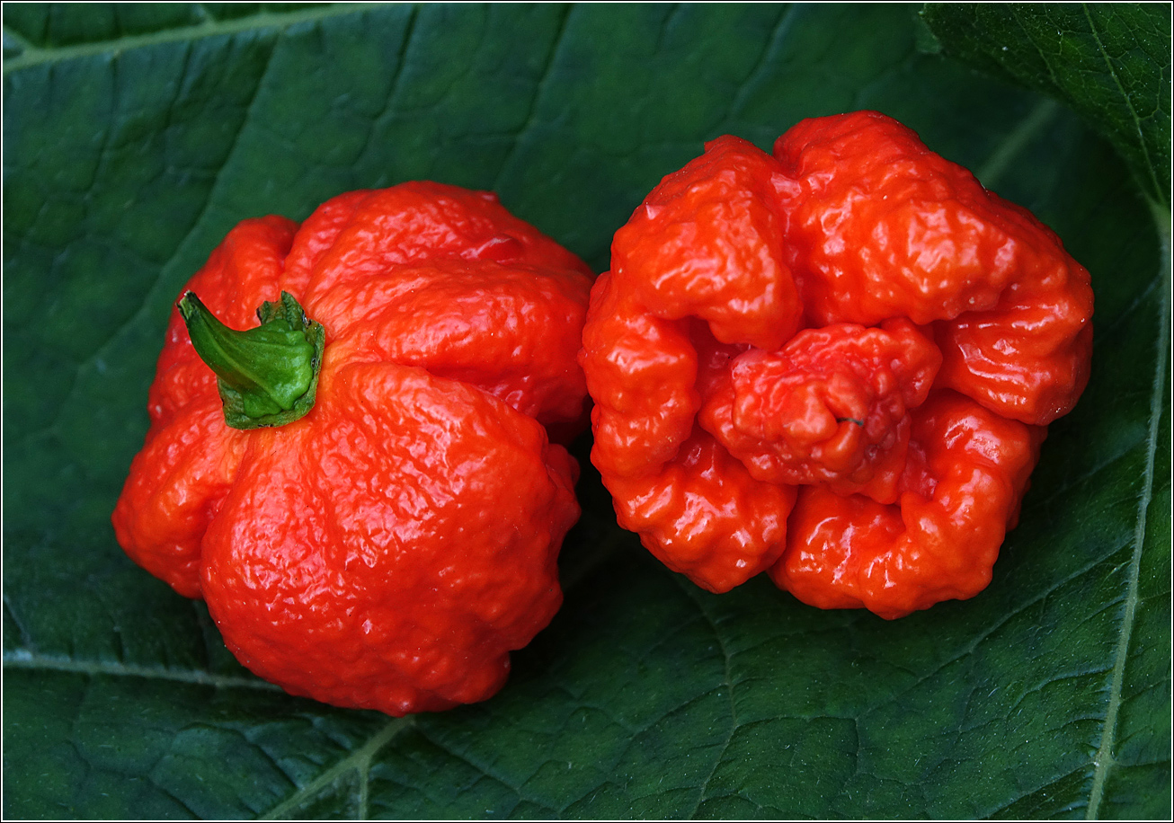 Image of Capsicum chinense specimen.