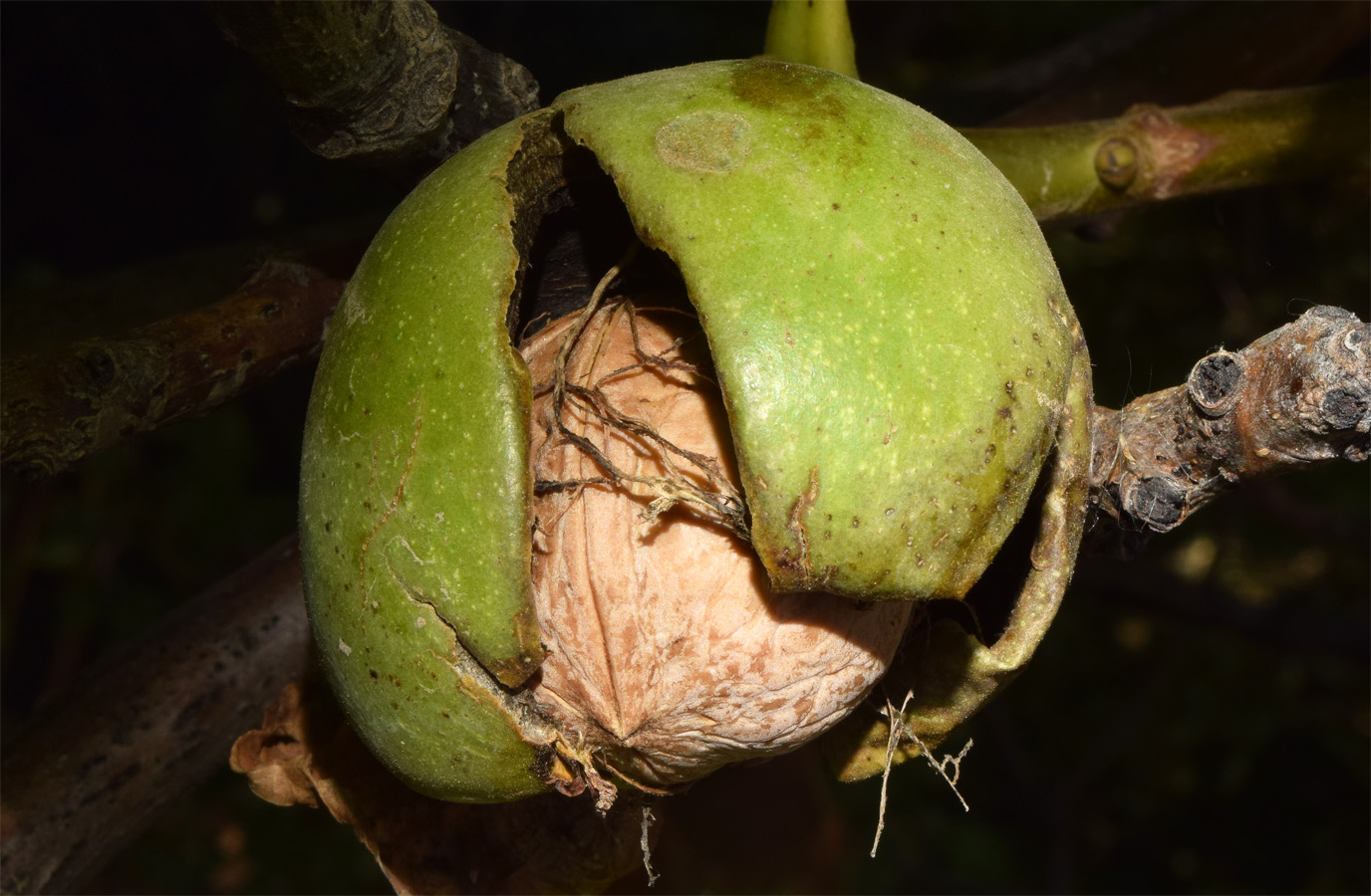 Image of Juglans regia specimen.