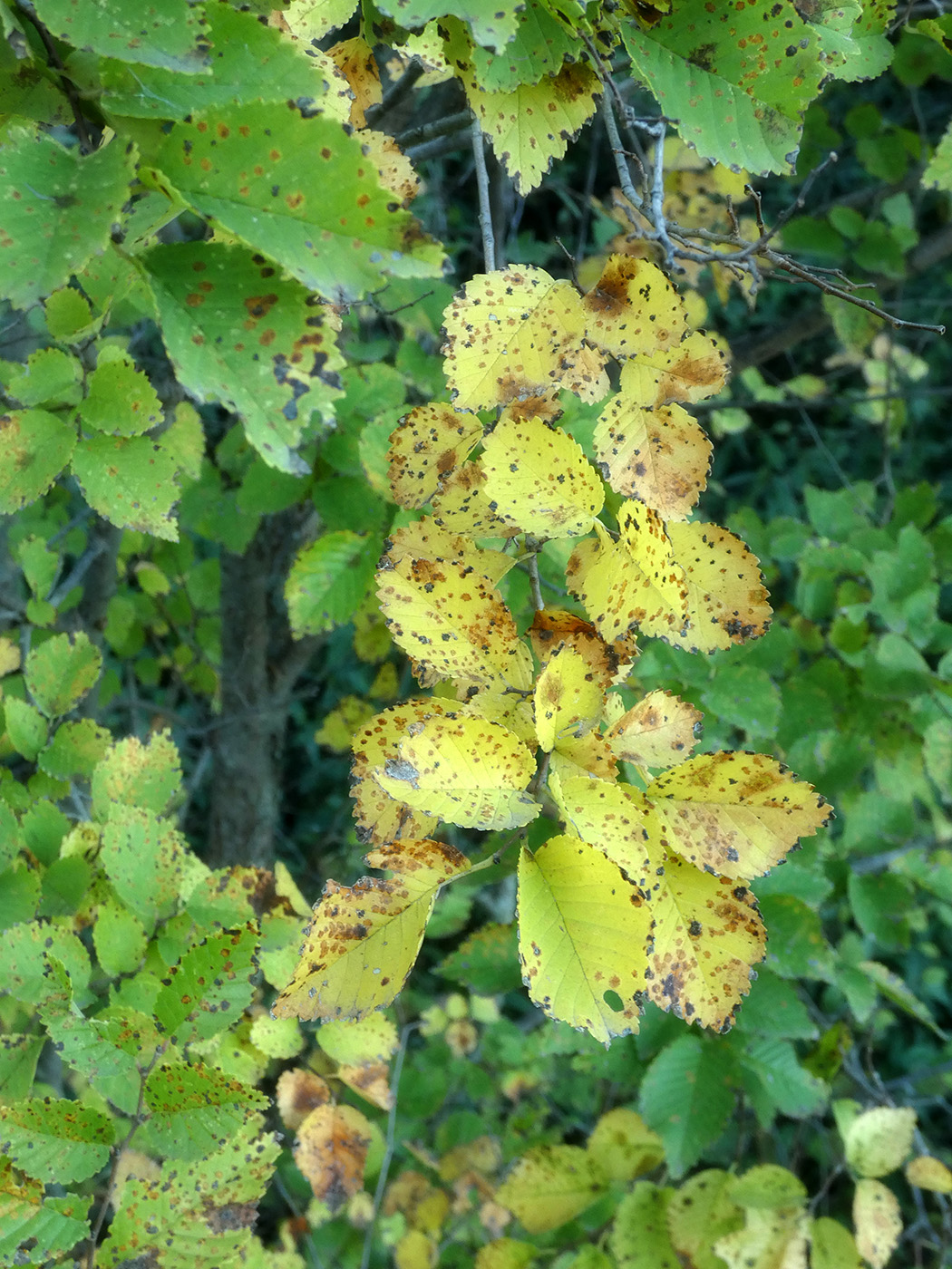 Изображение особи Ulmus pumila.