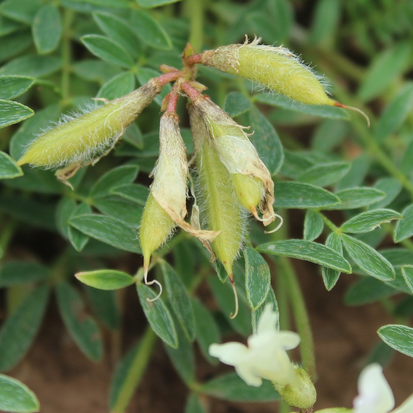 Изображение особи Astragalus maltsevii.