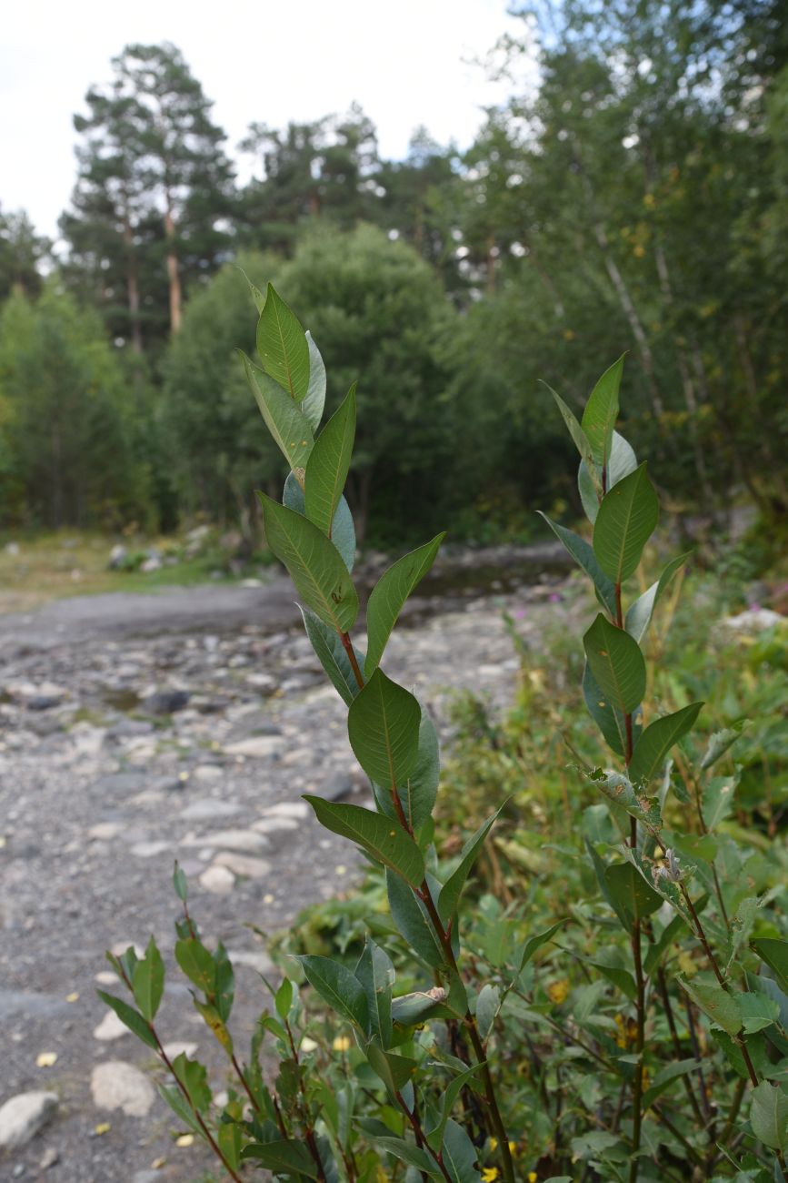 Изображение особи Salix pentandrifolia.