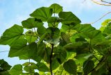 Paulownia tomentosa. Верхушка ветви взрослого дерева (вид снизу). Китай, провинция Хунань, национальный парк \"Чжанцзяцзе\", опушка смешанного леса. 06.06.2024.