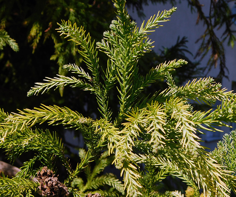 Image of Cryptomeria japonica specimen.