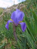 Iris hoogiana