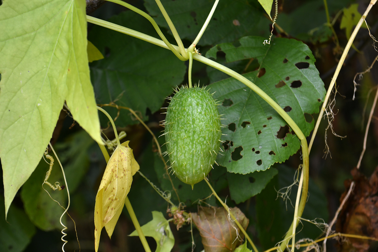 Изображение особи Echinocystis lobata.