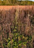 Rumex acetosa