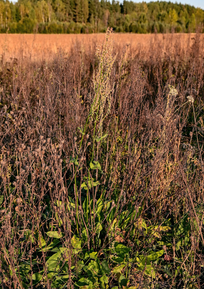 Изображение особи Rumex acetosa.