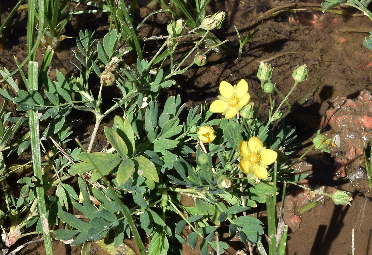 Изображение особи Potentilla orientalis.