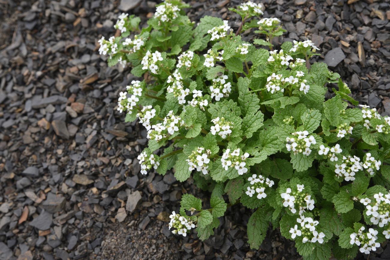 Image of Alliaria taurica specimen.